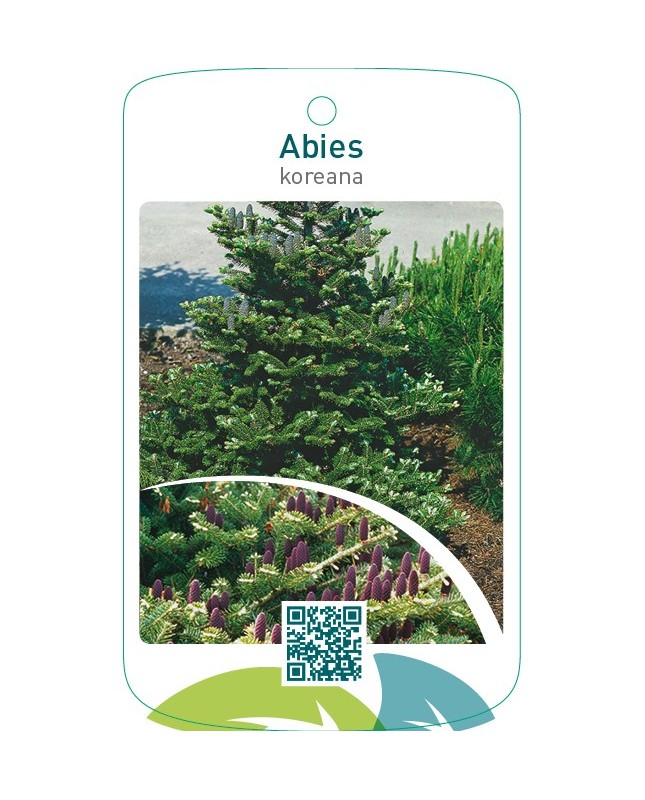 Abies koreana