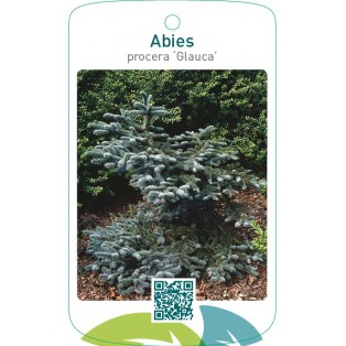 Abies procera ‘Glauca’
