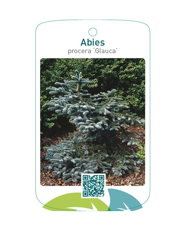 Abies procera ‘Glauca’