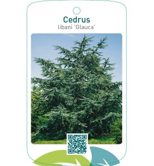 Cedrus libani ‘Glauca’