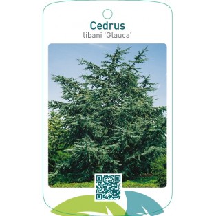 Cedrus libani ‘Glauca’
