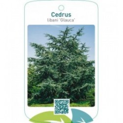 Cedrus libani ‘Glauca’
