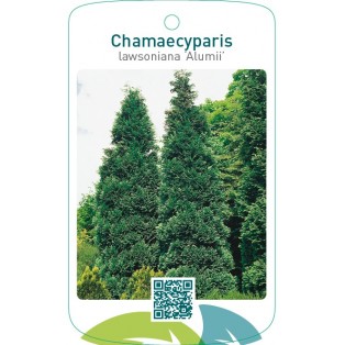 Chamaecyparis lawsoniana ‘Alumii’