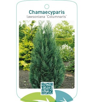Chamaecyparis lawsoniana ‘Columnaris’