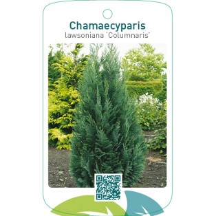 Chamaecyparis lawsoniana ‘Columnaris’