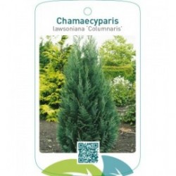 Chamaecyparis lawsoniana ‘Columnaris’