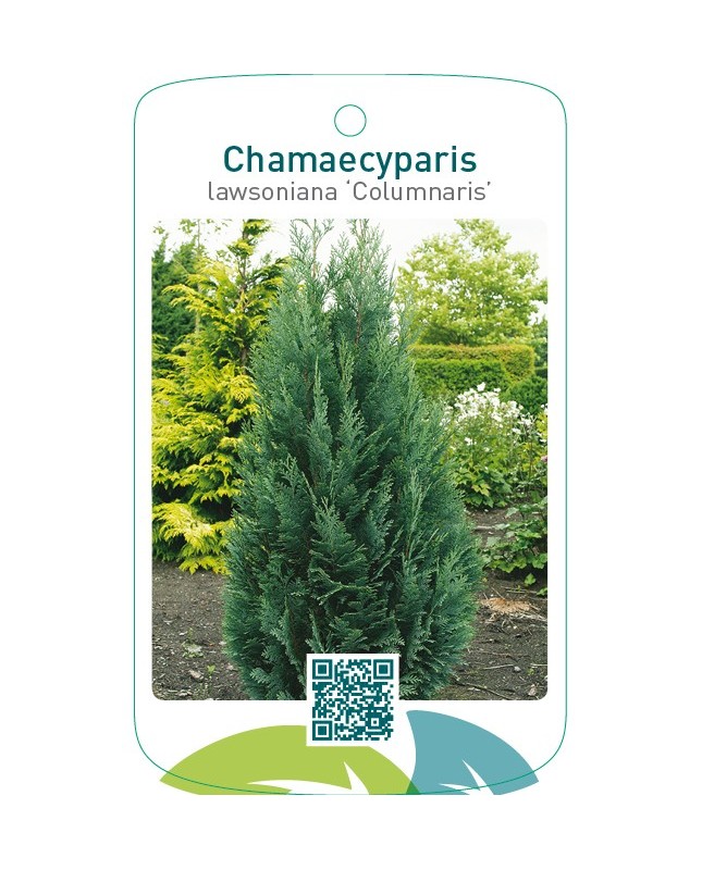 Chamaecyparis lawsoniana ‘Columnaris’