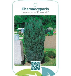 Chamaecyparis lawsoniana ‘Ellwoodii’