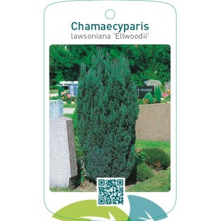 Chamaecyparis lawsoniana ‘Ellwoodii’