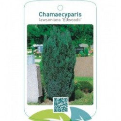 Chamaecyparis lawsoniana ‘Ellwoodii’