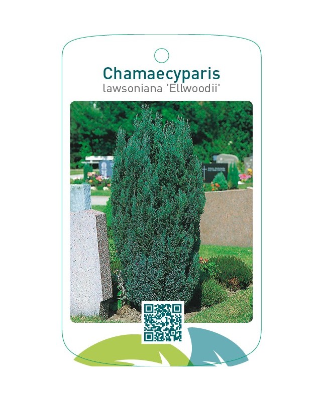 Chamaecyparis lawsoniana ‘Ellwoodii’
