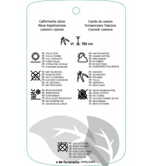 Etichette di Chamaecyparis lawsoniana ‘Ellwoodii’ *