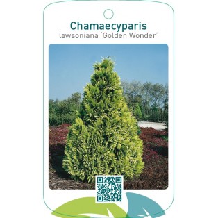 Chamaecyparis lawsoniana ‘Golden Wonder’