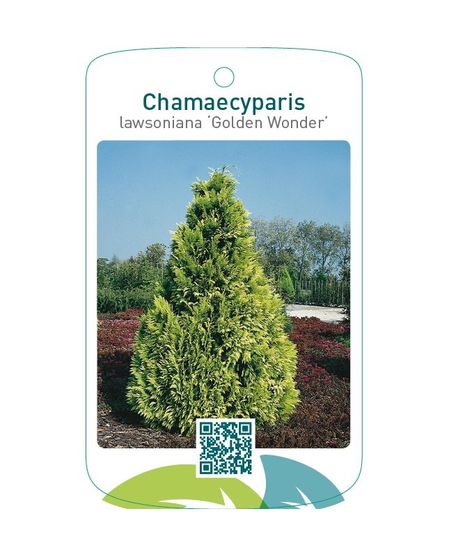 Chamaecyparis lawsoniana ‘Golden Wonder’
