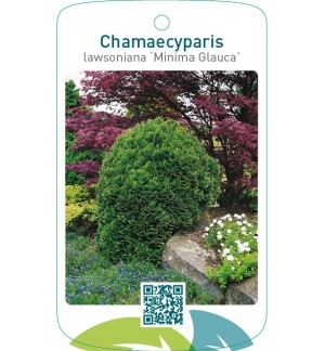 Chamaecyparis lawsoniana ‘Minima Glauca’