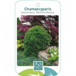 Chamaecyparis lawsoniana ‘Minima Glauca’
