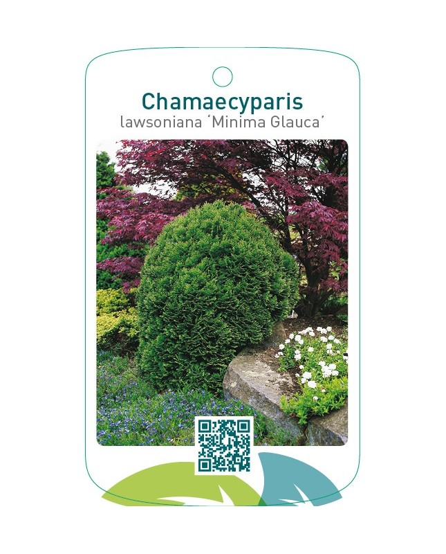 Chamaecyparis lawsoniana ‘Minima Glauca’