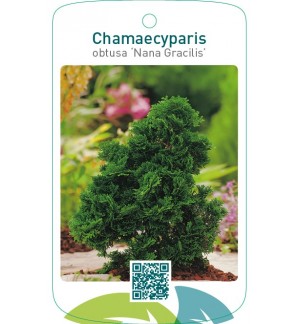 Chamaecyparis obtusa ‘Nana Gracilis’