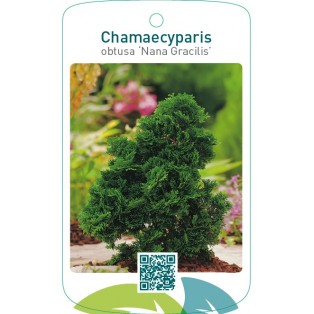 Chamaecyparis obtusa ‘Nana Gracilis’