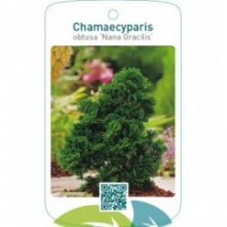 Chamaecyparis obtusa ‘Nana Gracilis’