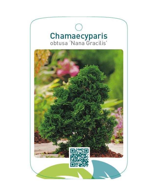 Chamaecyparis obtusa ‘Nana Gracilis’