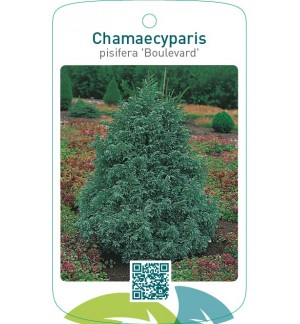 Chamaecyparis pisifera ‘Boulevard’