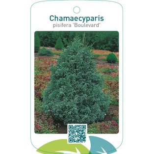 Chamaecyparis pisifera ‘Boulevard’