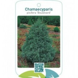 Chamaecyparis pisifera ‘Boulevard’