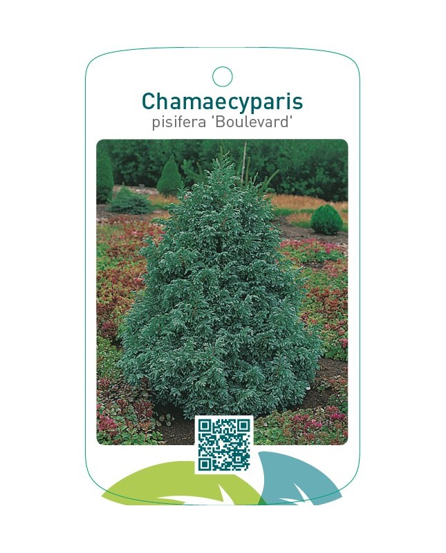 Chamaecyparis pisifera ‘Boulevard’