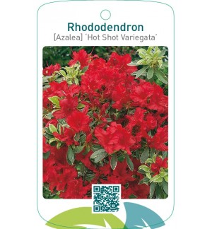 Rhododendron [Azalea] ‘Hot Shot Variegata’