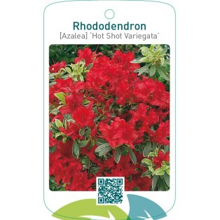 Rhododendron [Azalea] ‘Hot Shot Variegata’