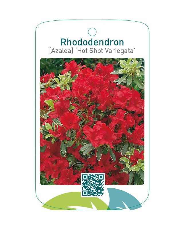 Rhododendron [Azalea] ‘Hot Shot Variegata’