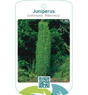 Juniperus communis ‘Hibernica’