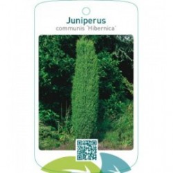Juniperus communis ‘Hibernica’