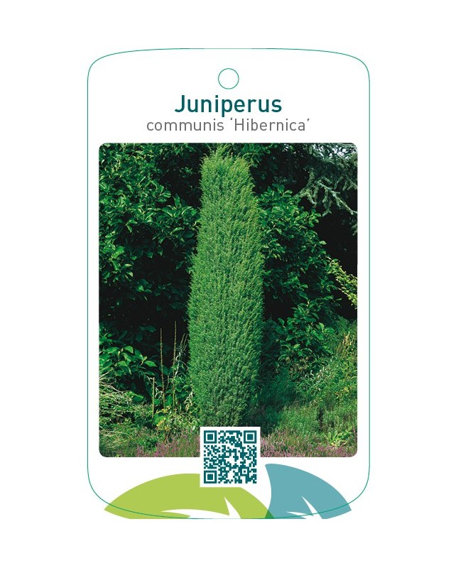 Juniperus communis ‘Hibernica’
