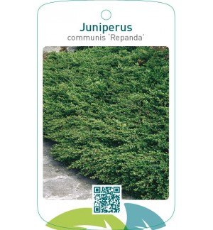 Juniperus communis ‘Repanda’