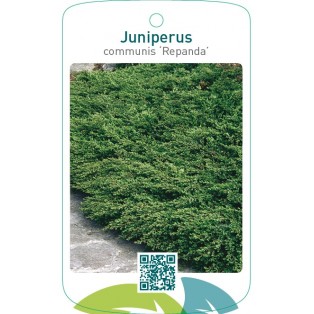 Juniperus communis ‘Repanda’