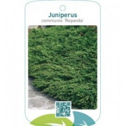Juniperus communis ‘Repanda’