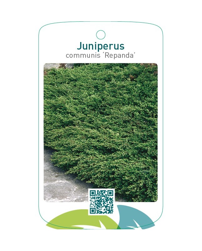 Juniperus communis ‘Repanda’
