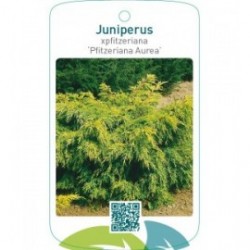 Juniperus xpfitzeriana ‘Pfitzeriana Aurea’