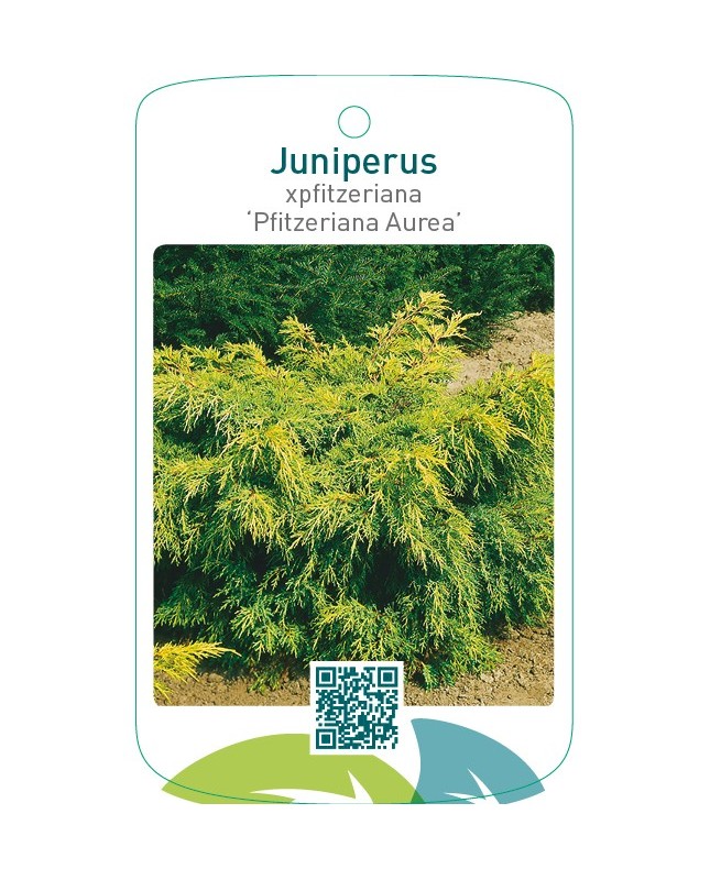 Juniperus xpfitzeriana ‘Pfitzeriana Aurea’