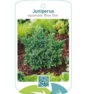 Juniperus squamata ‘Blue Star’