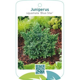 Juniperus squamata ‘Blue Star’