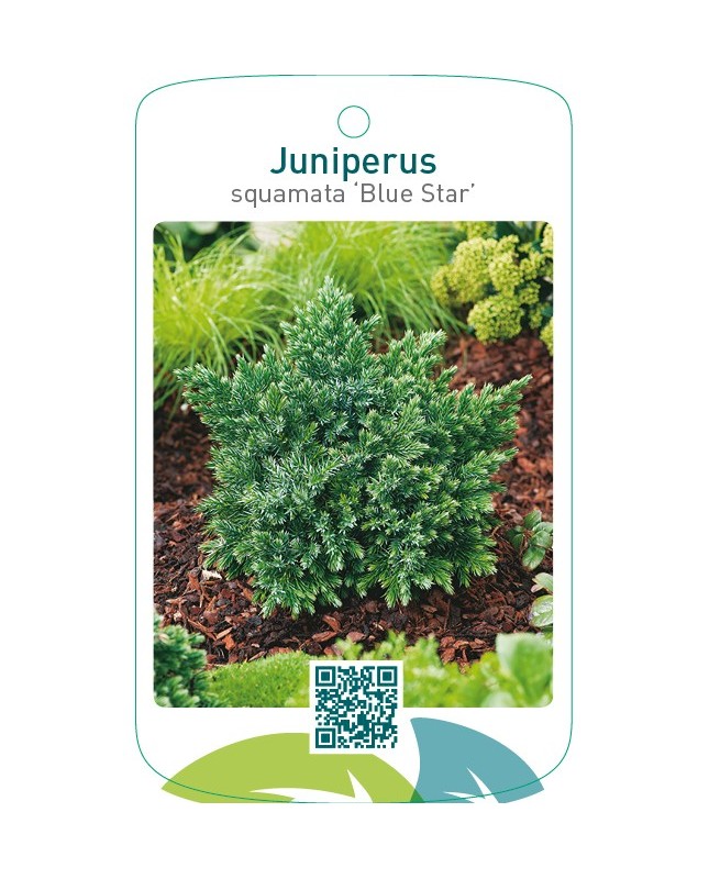 Juniperus squamata ‘Blue Star’