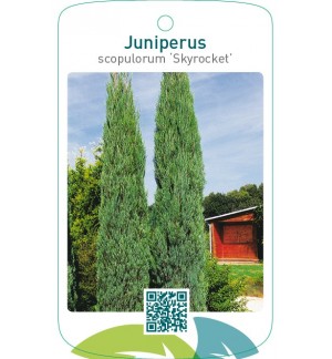 Juniperus scopulorum ‘Skyrocket’