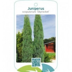 Juniperus scopulorum ‘Skyrocket’