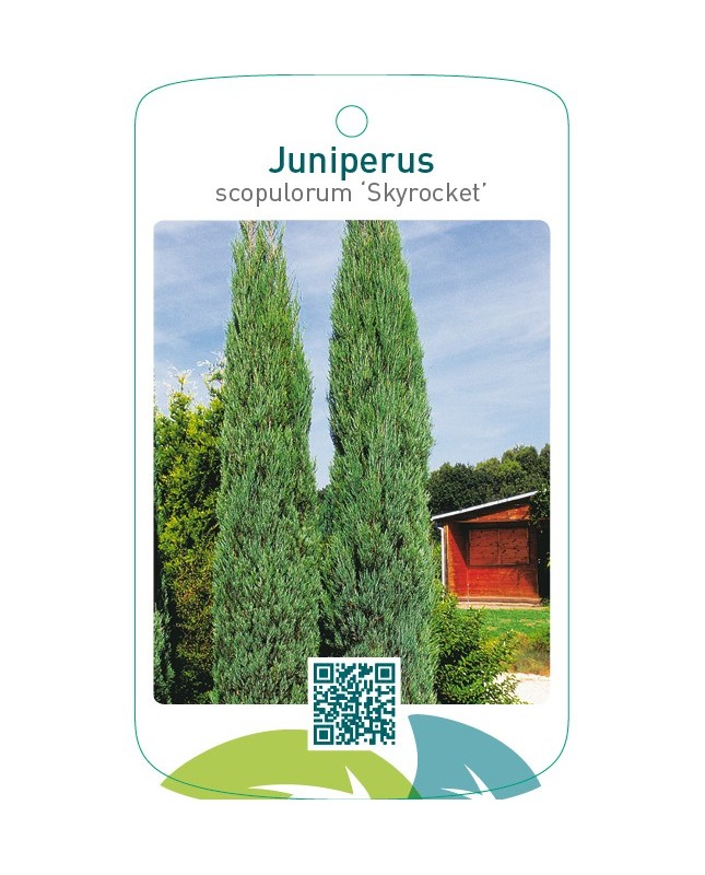 Juniperus scopulorum ‘Skyrocket’