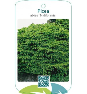Picea abies ‘Nidiformis’