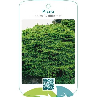 Picea abies ‘Nidiformis’