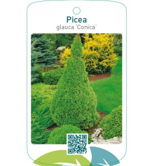 Picea glauca ‘Conica’